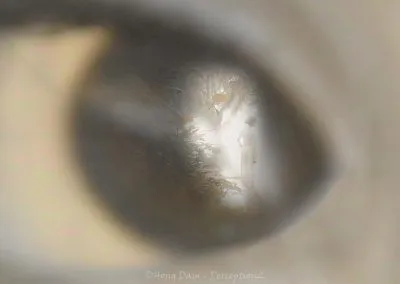 Perception 2